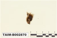 藏品(曲尾苔科)的圖片